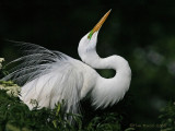 40476 - Great Egret displaying