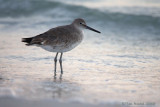 41159 - Willet