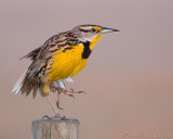 40d-2370 - Meadowlark