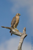 42264c - Red Shoulder Hawk