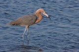 43976c - Reddish Egret