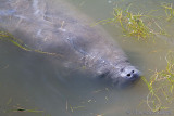 44168E - Manatee