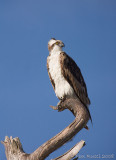 44095E - Osprey