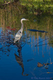 40d_2803 - A Scene on the Anhinga Trail