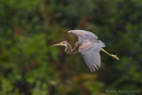 42496c - Tricolor Heron in the rain