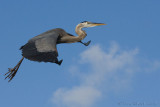 42675c - Great Blue Heron in flight