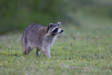 42843c - Raccoon