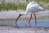 40909 - White Ibis