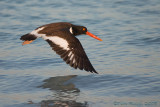 41257c - Oyster Catcher in flight