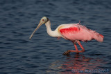 40d_3212c - Roseatte Spoonbill