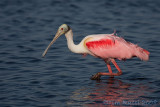 40d_3212c  - Roseatte Spoonbill