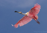 47219c - Roseatte Spoonbill in flight