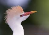 40d_3806  - Cattle Egret headshot