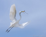 47252 - Great Egret with nesting material
