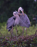 42552c - Great Blue Heron pair