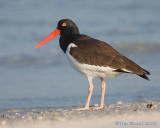 40d-2542c - Oyster Catcher