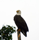 Eagle on Lake Hopatcong