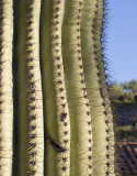 Cactus 2