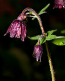 Raindrops on black aquilegia