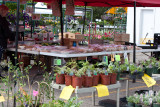 Plants and bread