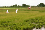 Roseate Spoonbills