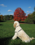 Teddy & red tree
