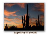 Saguaros at Sunset