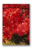 Backlit red tree