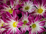 A pink potted mum