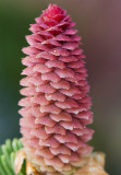 Pink cone