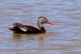 Duck, Black Bellied Whistling 2315