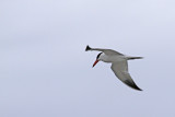 Tern, Caspian 8710