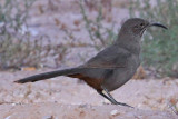 Thrasher, Crissal 4289