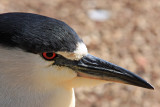 7 IMG_8531a black crowned night heron 533tall.jpg