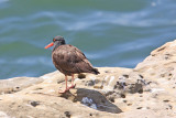 9 IMG_8786b oystercatcher 533tall.jpg