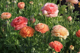 0030 Ranunculus