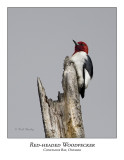 Red-headed Woodpecker-004