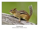 Eastern Chipmunk-005