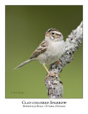 Clay-colored Sparrow-035