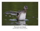 Pied-billed Grebe-011