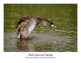 Pied-billed Grebe-044