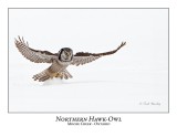 Northern Hawk-Owl-074