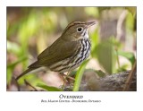 Ovenbird-007