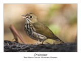 Ovenbird-008