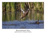 Blue-winged Teal-013