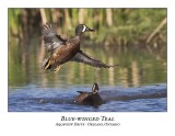 Blue-winged Teal-014