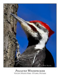 Pileated Woodpecker-002