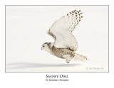 Snowy Owl-093