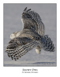 Snowy Owl-112