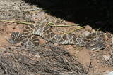 Southern Pacific Rattlesnake